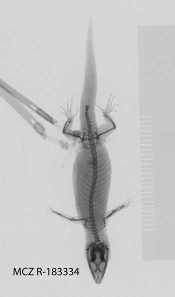 Media type: image;   Herpetology R-183334